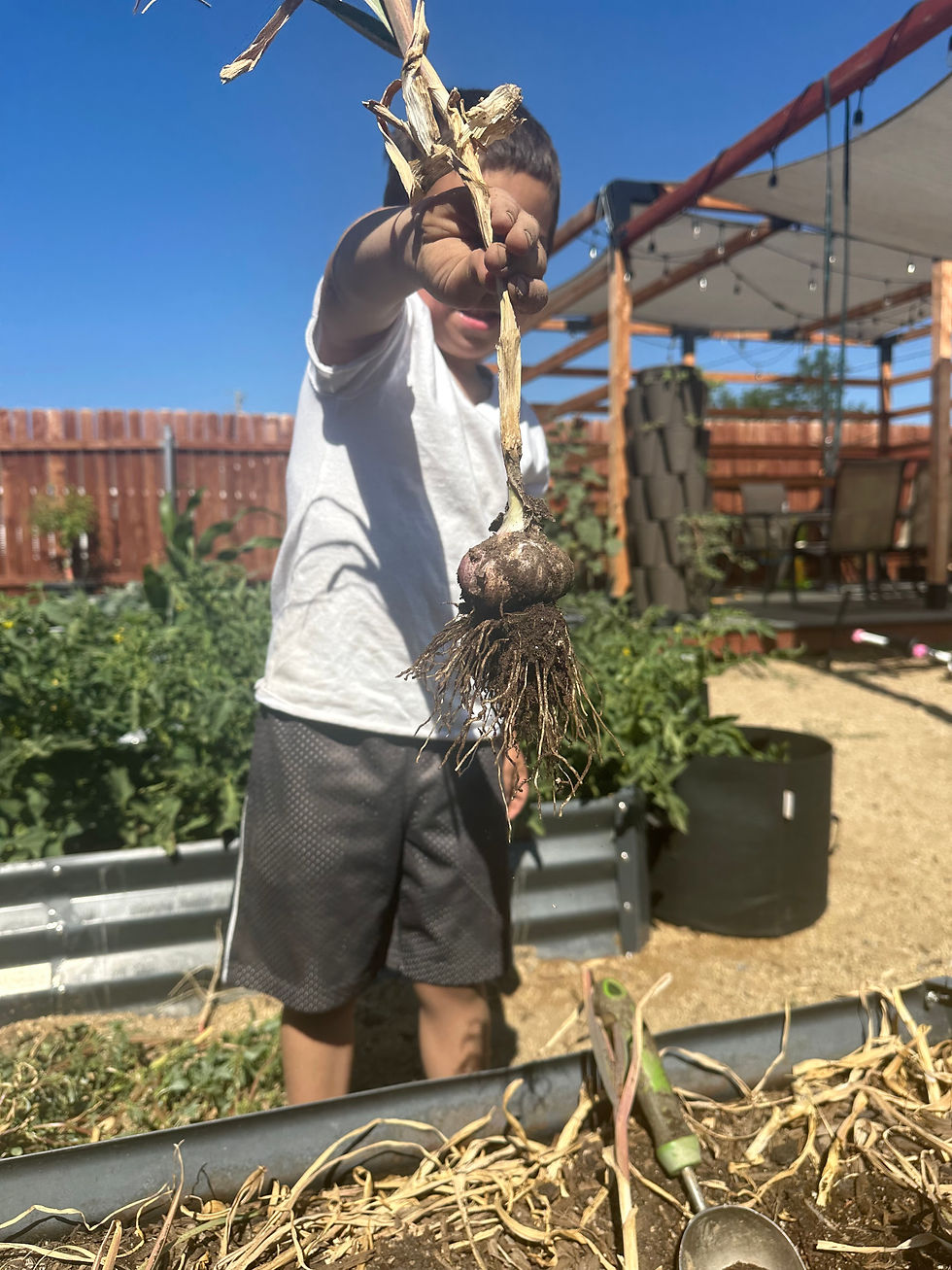 Why I let my garden go this summer.