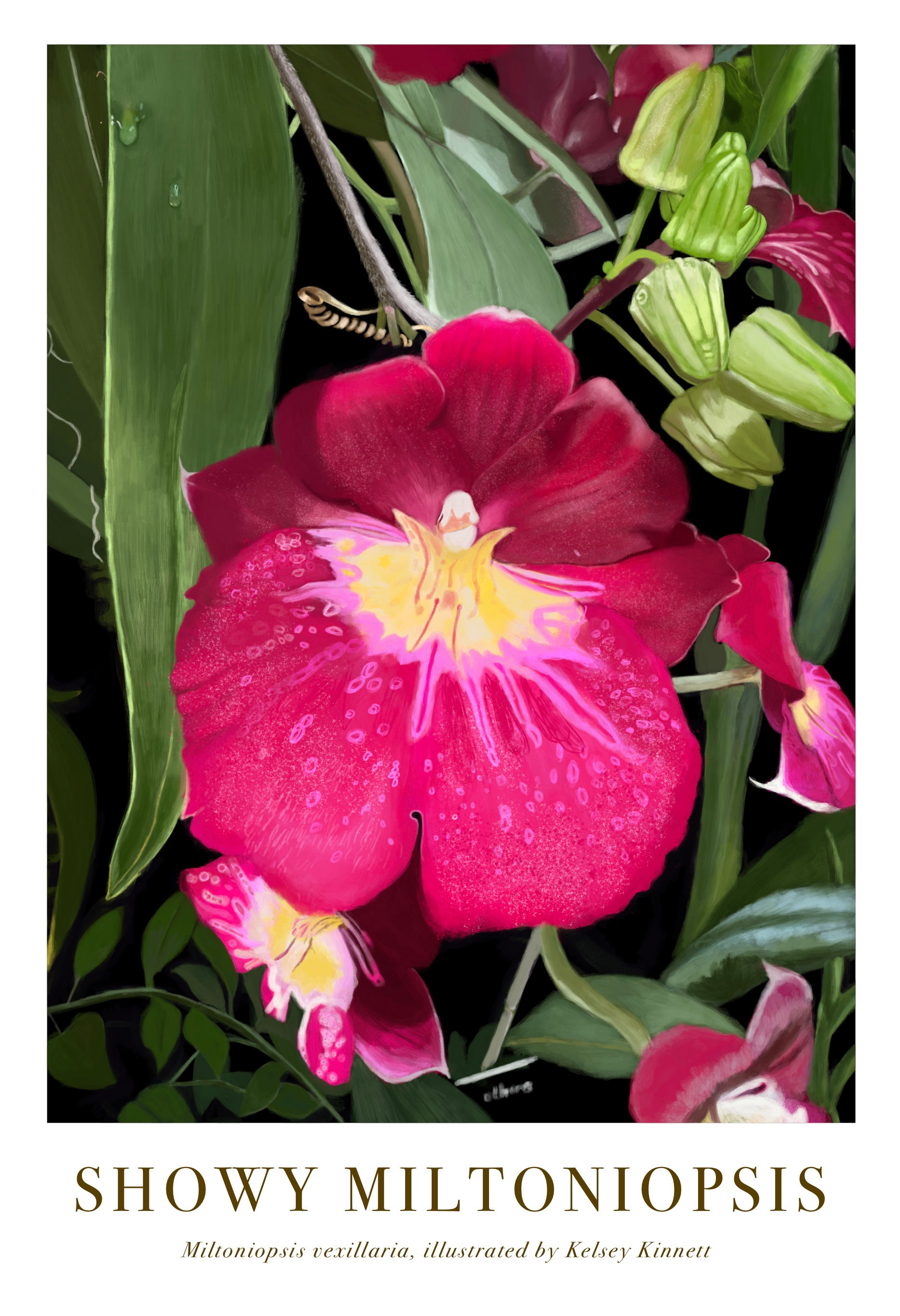Showy Miltoniopsis Orchid