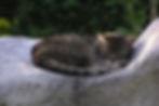 gaestedorf-langenwang-hoheveitsch-katze-