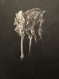 Dog skeleton front