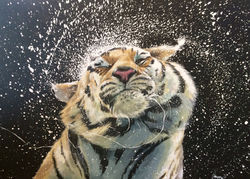 tiger