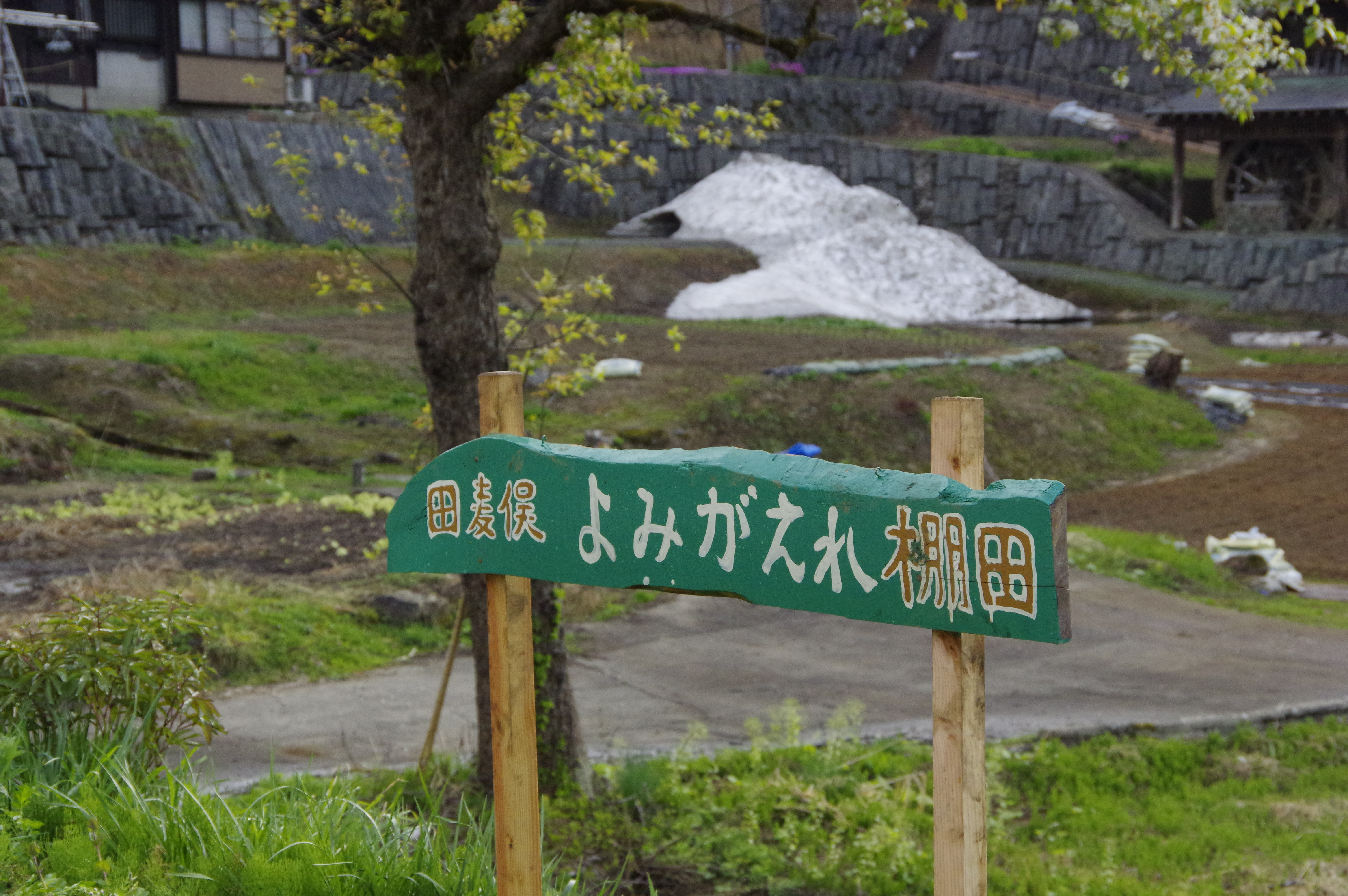 棚田