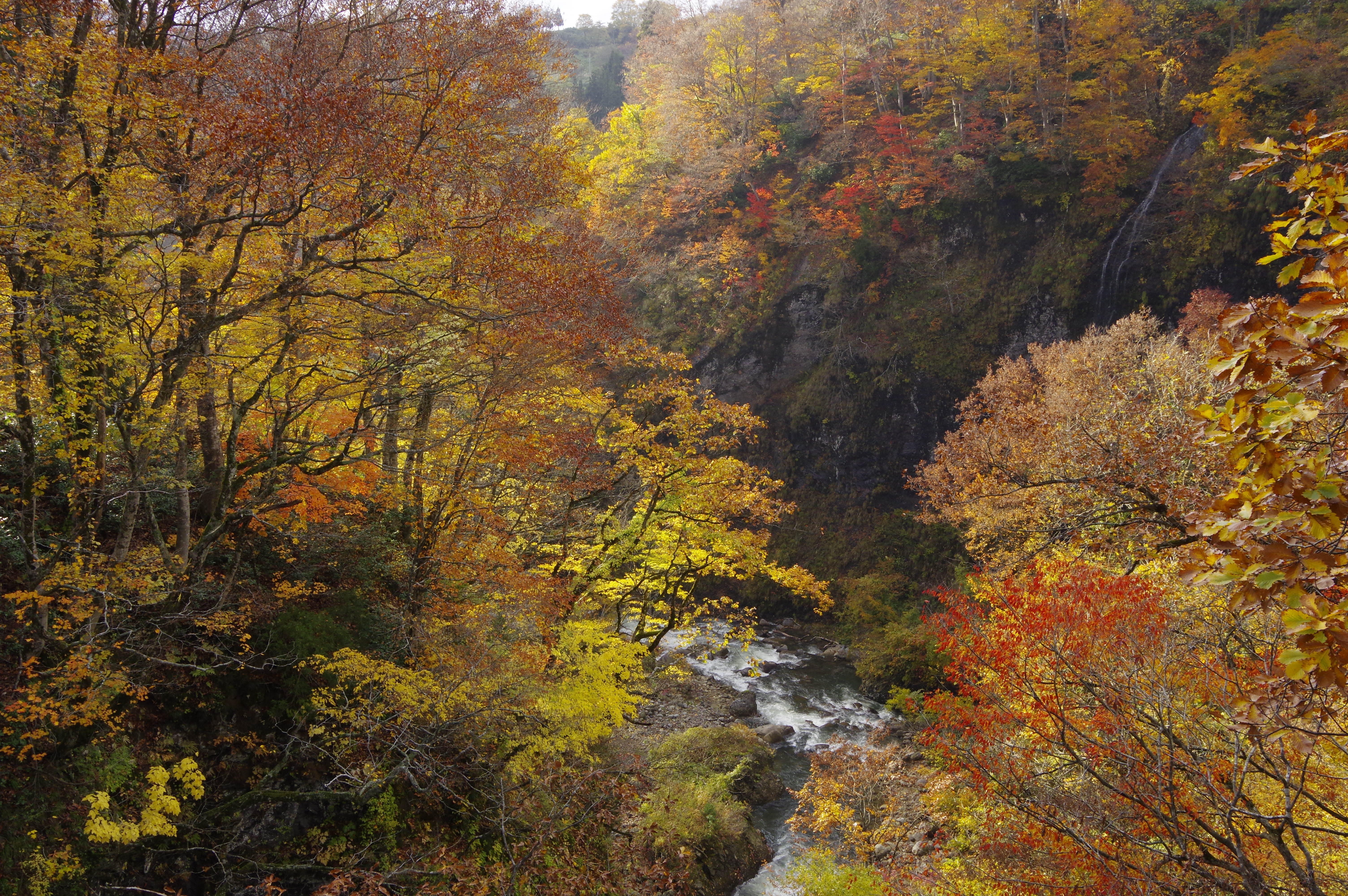 田麦橋