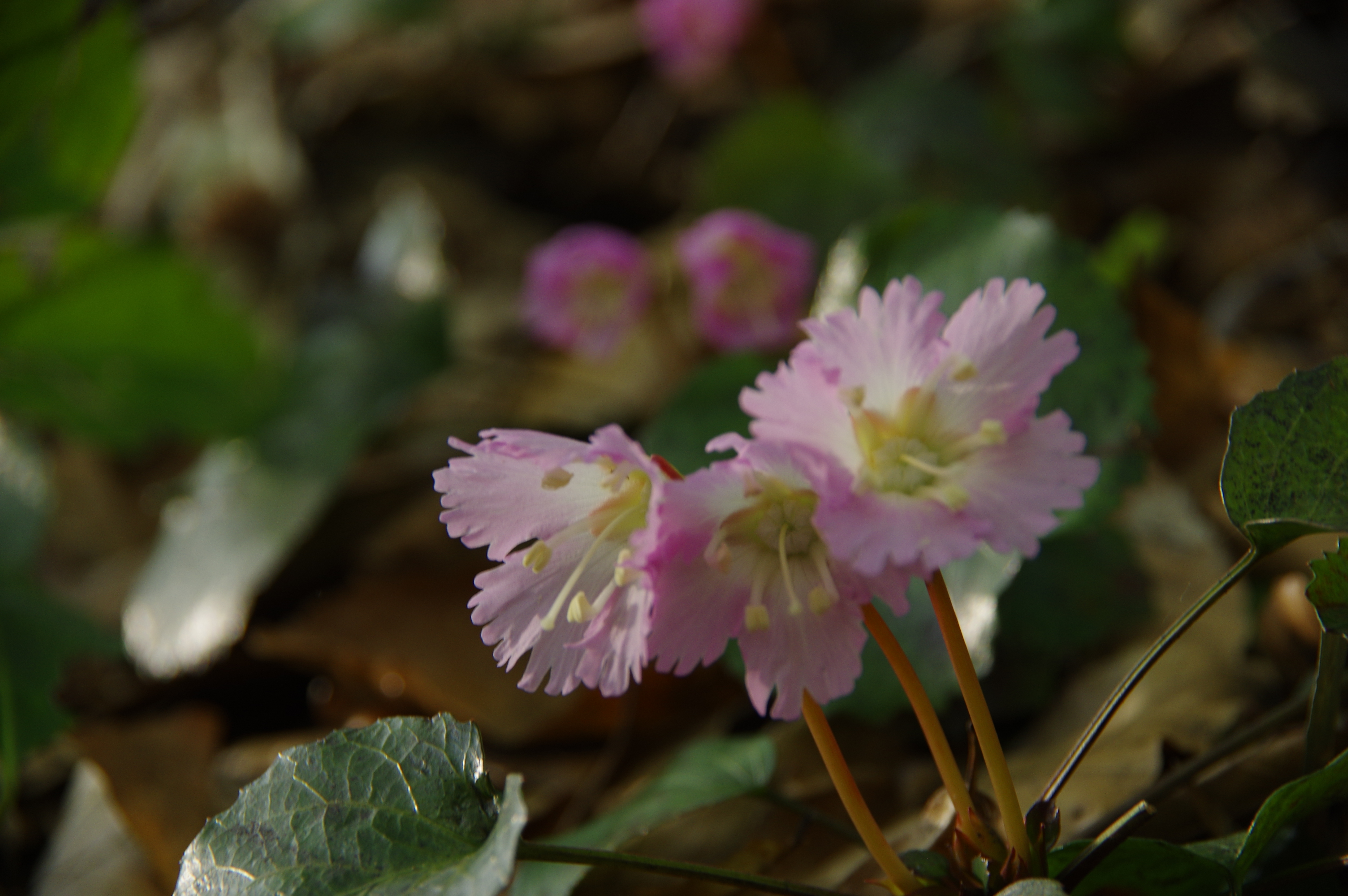 岩団扇(イワウチワ)