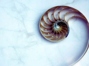 A fibonacci sequence inside a shell representing the perfect positioning strategy