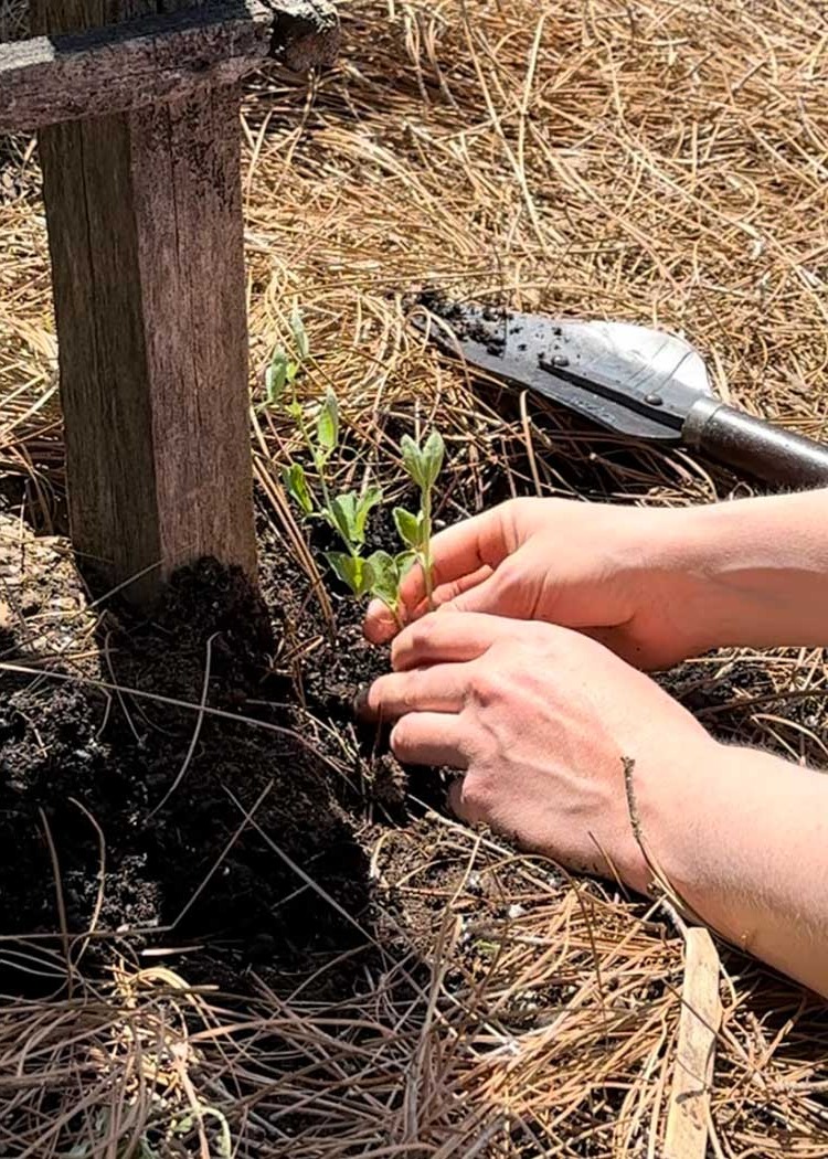 Creating Your Dream Garden