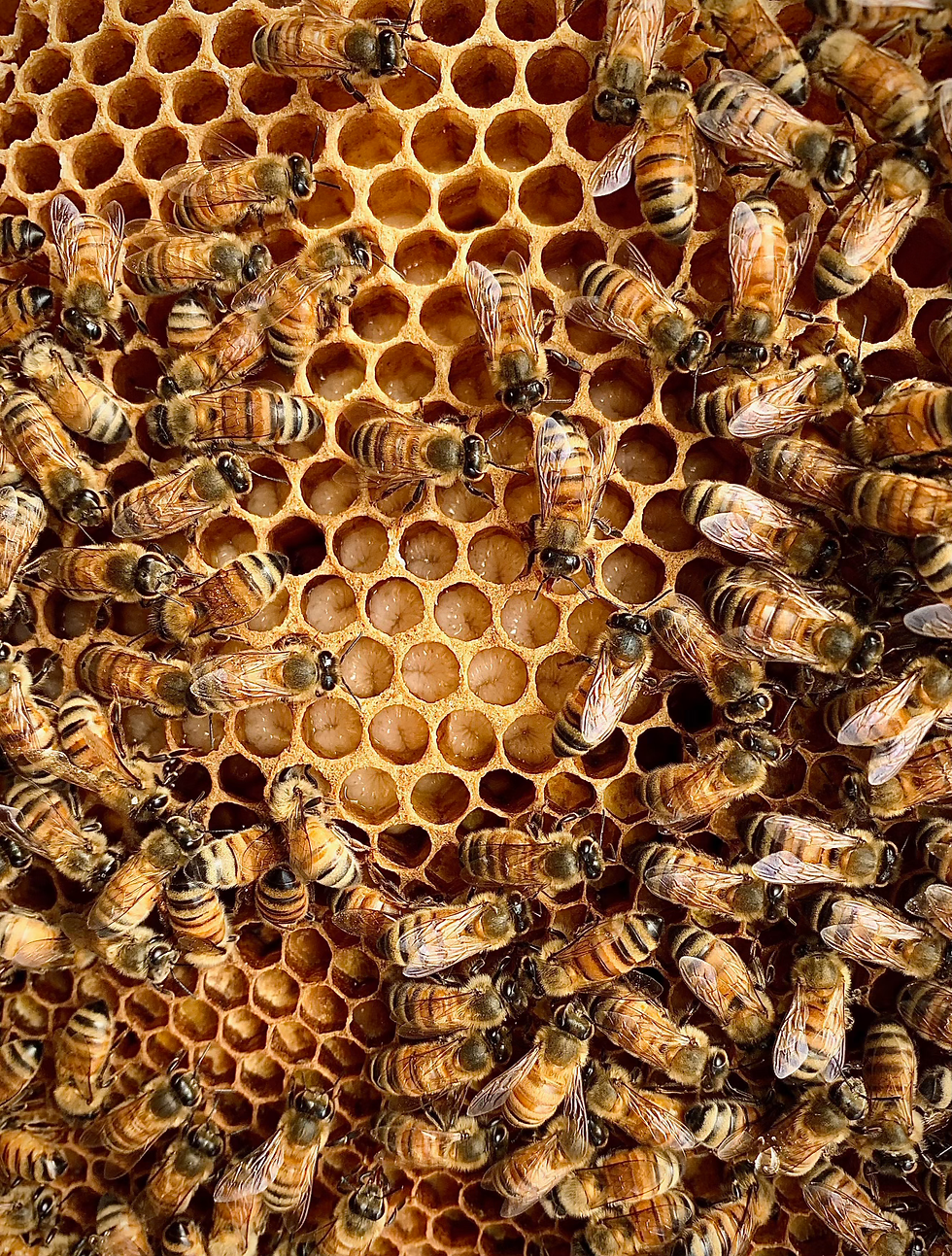 Image by Kate Dearman