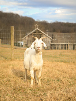 IN WINTER'S WAITING - LEARNING FROM THE ANIMALS OF PATINA MEADOW