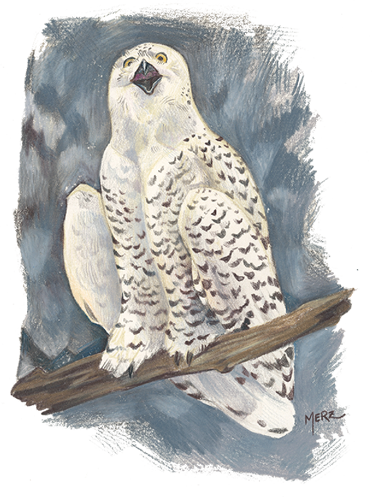 hootowl.png