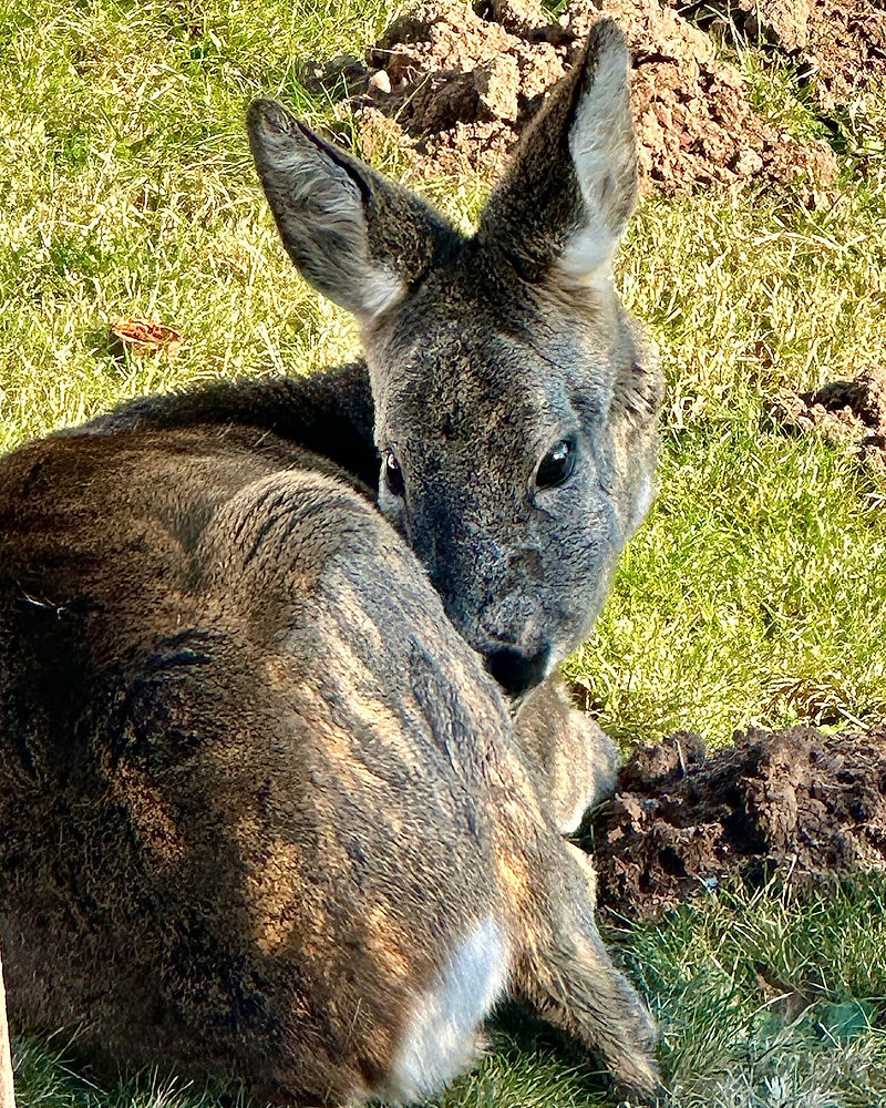 Giftig fr Rehe und andere Wiederkuer