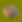 Humble_herb_0010.png