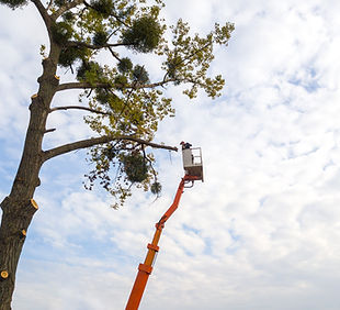 two-service-workers-cutting-down-big-tree-branches-2022-12-01-05-09-09-utc.jpg