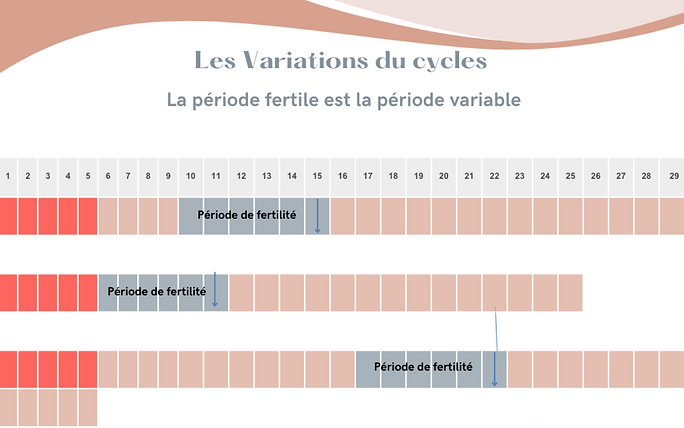 observation des cycles menstruels
