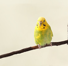 Parrots on a Branch