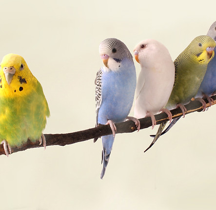 Parrots on a Branch