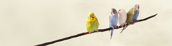 Parrots on a Branch