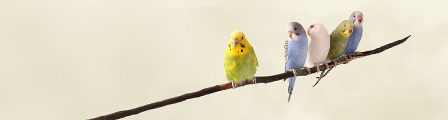 Parrots on a Branch