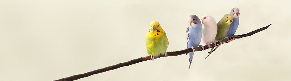 Perroquets sur une branche