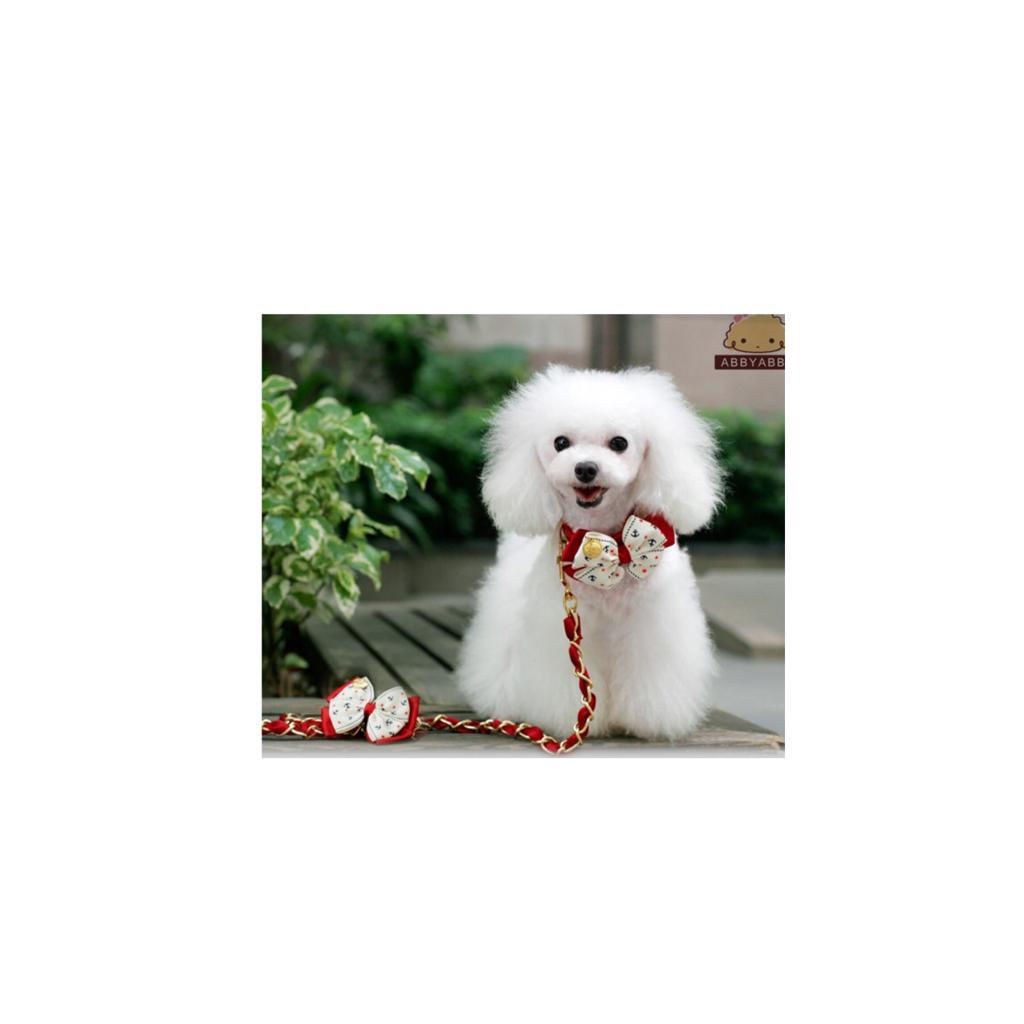 ປອກຄໍພ້ອມສາຍຈູງ (ສຳລັບໝາ)