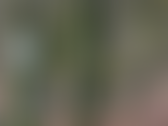 Still Dancing: Passages among the Early Spring Trees of Highland Perthshire (2024)