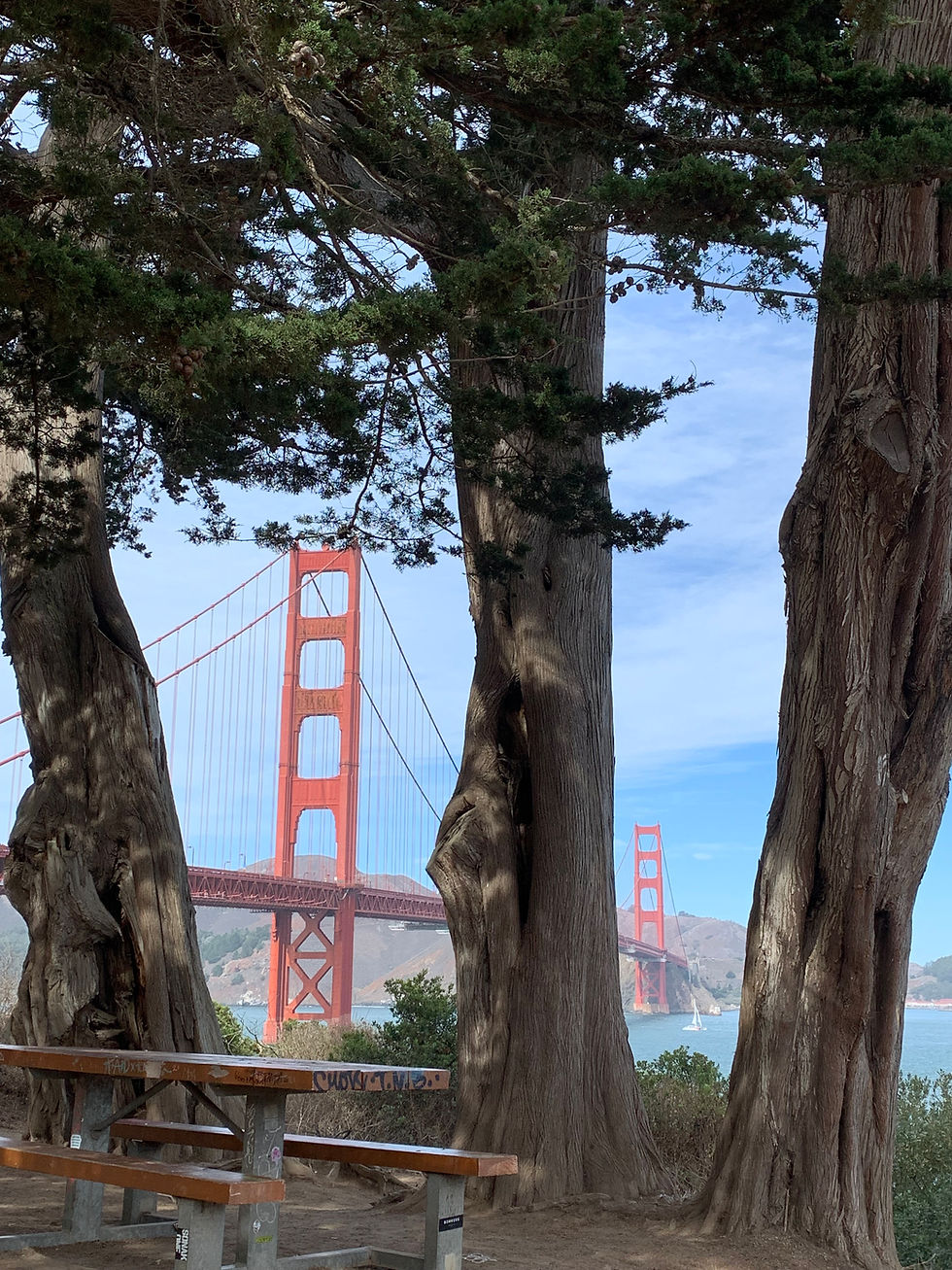 Golden Gate Bridge framed by tall cypress trees above a picnic table, with blue sky and bay water in the background.