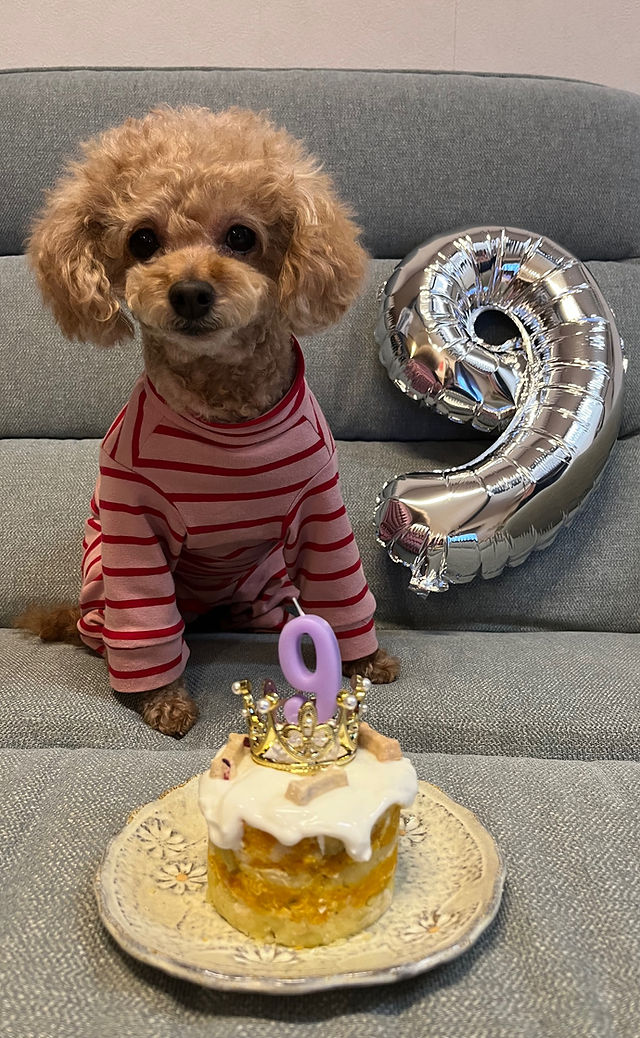 わんちゃんケーキ | Mysite