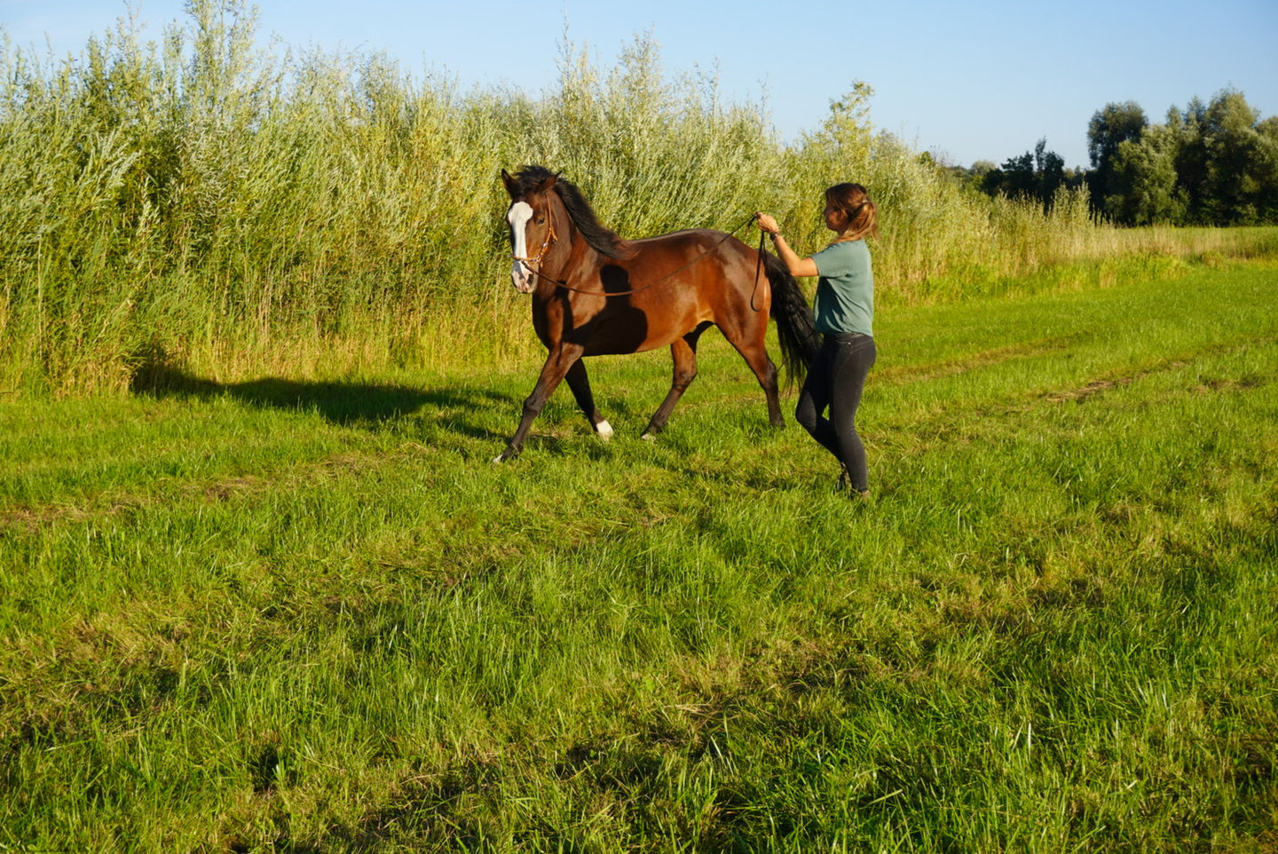 EquiHuman Kommunikation mit Pferden, Pferdetraining, Beziehung Mensch und Pferd