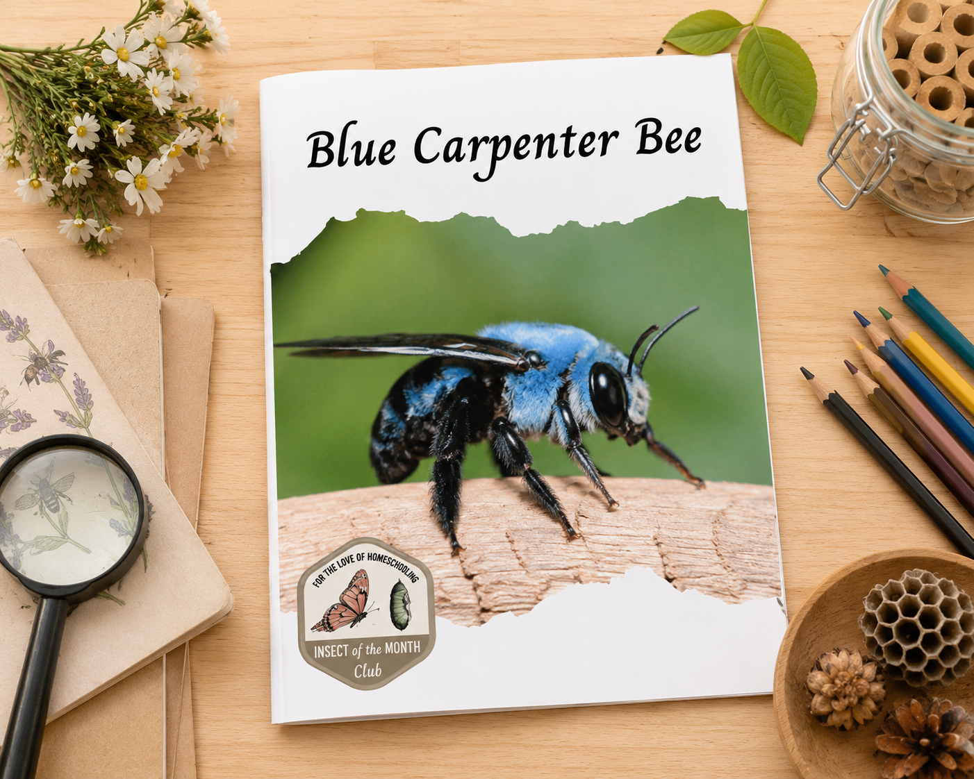 Blue Carpenter Bee