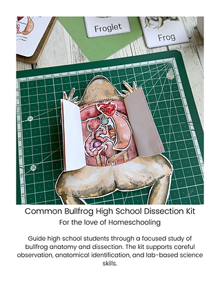 S_FTLOH BUllfrog dissection.png