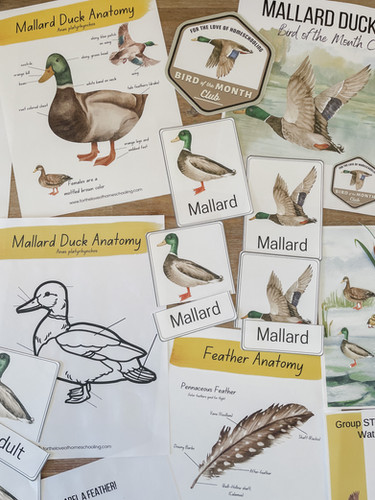 Mallard Nature Study | FTL of Homeschooling