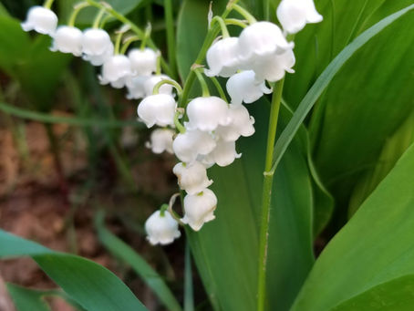 What NOT to plant in your garden - Invasive Plants in Ontario