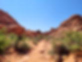 Plants that grow in the Nevada desert: International Gardens