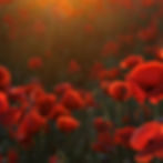Red poppies in a field with dim sunlight