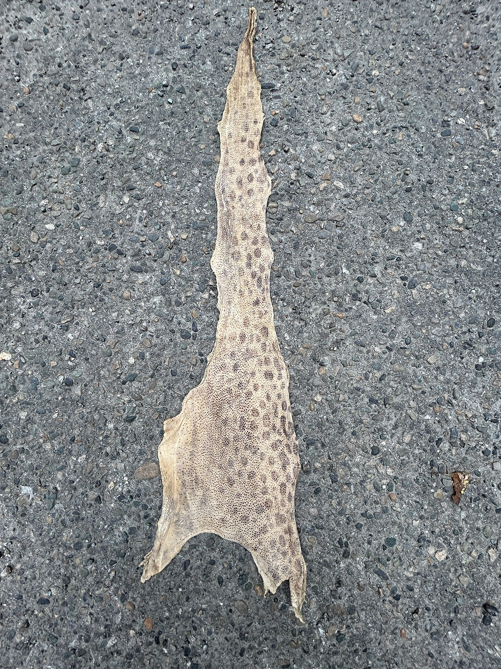 Crust Flekksteinbit2