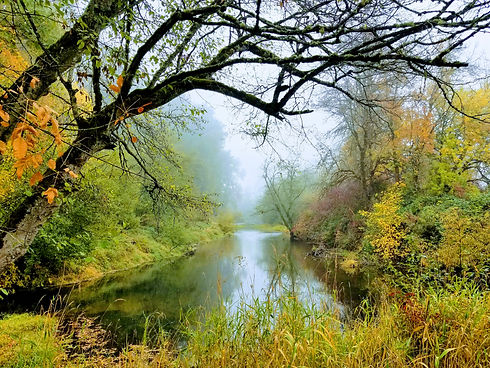 Fall foliage over creek