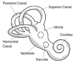 bppv.png