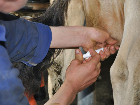Terapia selettiva per quarto