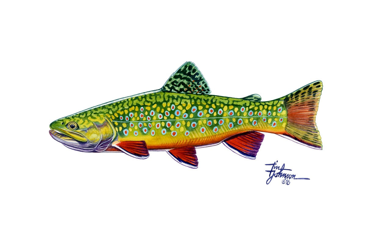 HUSH Brookie (Canvas Prints)