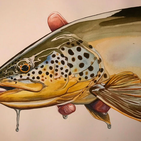 Original fish fly fishing artwork, trout, brown trout. commissioned fish painting