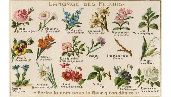 Introduction Flowers are one of nature's most beautiful gifts. Throughout history and across cultures, they have been associated with a deeper meaning beyond just being a plant. The inclusion of flowers in family heraldry is not uncommon, and it has become a standard for countries, regions, and states to have a designated national or regional flower. This shows that flowers have been an important part of iconography for many years and continue to hold significance today. This more conventional and official form of flower iconography has remained throughout the years and still exist in the 21st century, and the language of flowers is a very specific iconographic tradition. Floriography, or the language of flowers, is a cryptological tradition which was used as a form of communication by using flowers and their attributed meanings to convey messages and emotions. The language of flowers is a tradition based on a combination of mythology, religion, regional folklore, and literature. Because of these very defining characteristics, the language of flowers could vary from culture to culture. Nevertheless, in the 19th century, the language of flowers became extremely popular and entered mainstream society, mainly in France, the United Kingdom, and North America. This period of time defined floriography, as it was at the height of its popularity and was a big part of social and domestic lives of people in the Victorian era (Seaton, 1995). The Victorian language of flowers was a code mainly used in matters of romance and courtship. Contrary to how it sounds, floriography was not a standardised language established by an academic or scientific tradition, but rather a more sentimental way of viewing flowers which was influenced by popular culture (Seaton, 1995). More than a defining characteristic of Victorian culture, the language of flowers can be seen as a fun tradition that gained popularity in a specific time. Floriography is part of the social tradition of the Victorian era and was even significant in Queen Victoria's private life, which provided past and present historians information about the personal life of such an important monarch. The history and traditions surrounding floriography, although not life-changing, are certainly an interesting part of history. Origins of the Language of Flowers Since ancient times, there has been meaning associated to flowers. The Victorian flower almanacs have quoted traditions from Roman, Chinese, and Middle Eastern cultures as a way of attributing an ancient tradition to floriography (Loy, 2001). Classical literature was also an integral source of inspiration for the language of flowers, according to the English botanist Henry Phillips in his 1831 guide titled Floral emblems: or a guide to the language of flowers  (Phillips, 1831). Phillips’s book is one of the first published floriography almanacs, and he delves greatly into the inspiration and influences behind the Victorian tradition, comparing the language of flowers to a language of pictures, such as hieroglyphs (Phillips, 1831). It is important to mention that these ancient influences are vague, and the supposed meaning of flowers was mainly an assumption which could be subjected to change throughout the years. One of the biggest inspirations for Victorian floriography was a Turkish tradition referred to as selam, a language of flowers and objects (Loy, 2001). English writer and traveler Lady Mary Wortley Montagu is attributed with introducing selam  to English aristocratic society after she traveled to Turkey with her diplomat husband in the early 18th century (Loy, 2001). In her personal letters, which were later published, Lady Montagu described how people would send flowers or emblems to others in order to convey emotions or messages (Phillips, 1831). According to some sources, this particular language of flowers relied on rhymes between words and flower names to convey messages (Loy, 2001). Selam  became the origin of the language of flowers in the United Kingdom, and it is quoted on most almanacs along with Lady Montagu as the ancient tradition upon which the Victorian language was developed. Much like the mention of other ancient and faraway cultures in these flower books, the understanding behind the Turkish tradition was unclear, and it seems it was only an inspiration to the authors, offering a sense of legitimacy to 19th century floriography. The Victorian Era and the Language of Flowers As evidenced by the name given to the long period of her reign, Queen Victoria was the defining figure in 19th century England, which is also known as the Victorian era. Her influence over national culture is also manifested in the rise in popularity of floriography during her reign. While the concept of floriography was common knowledge in the United Kingdom in the early 19th century, well before Queen Victoria ascended to the throne at 18 years of age, her personal fondness of flowers greatly influenced cultural fashion during and after her reign (Loy, 2001). Many sources have made note of Queen Victoria’s love for flowers and how her family would gift her different blossoms to express love and affection (Royal Collection Trust, n.d.). The deep love between Queen Victoria and her husband, Prince Albert, was notorious, and it was known that they exchanged fresh flowers and flower inspired jewelry to show their love to one another and commemorate important dates (Royal Collection Trust, n.d.). One of the first gifts Prince Albert sent Queen Victoria was a brooch modelled after a spring orange blossom (Royal Collection Trust, n.d.). This flower, associated with chastity, became their favourite and Queen Victoria chose to wear an orange blossom headdress on the day of her wedding. This royal tradition was quickly integrated into popular culture, and a flower headdress became the standard wedding look for all brides after Queen Victoria. Exchanging flowers during courtship was already an established tradition, but the choice of blossom became more meaningful and the bouquets more complicated and extravagant each year. With the introduction of floriography almanacs, this tradition became more complex, and the language of flowers became a focal point in mainstream society (Seaton, 1995). Traditions Around the Language of Flowers As mentioned before, almanacs and flower books were at the center of floriography's popularity. After the 1830s, several dictionaries were published, explaining the definitions of each plant and offering a way to decipher messages hidden in the combinations of these flowers. Definitions sometimes varied from book to book, with the definitions of the most popular flowers being more constant, like lilies representing purity (Greenaway, 1884). Another favourite among the flowers was the rose, which remains associated with love even in present day society. A bouquet of red roses has been the standard declaration of love since the 19th century, yet, the language of flowers differentiated between a number of rose colors so that any bouquet of roses could convey a different type or quality of love (Greenaway, 1884). On the other hand, some less famous flowers could also be given as a love gift, like myrtle, which followed the Roman myth of the birth of Venus. According to Roman mythology, Venus sprung up from the sea and was given a crown of myrtle, making it the emblem of love (Phillips, 1831). This symbolic flower was associated with love as a gift and would be mentioned constantly by poets in Victorian poems and sonnets (Phillips, 1831). Floriography almanacs were also beautifully illustrated, serving as a visual item more than just a literary work. One of the most famous floriography almanacs was published in 1884 and illustrated by Kate Greenaway (Loy, 2001). Greenaway’s book, The Language of Flowers , offered little more than a list of definitions and some poems by Romantic authors mentioning flowers. Nevertheless, the richness of the book lay in the beautiful drawings depicting flowers and illustrations showing the emotions each plant represented. In this way, floriography books were a portable work of art by themselves, borrowing from the beauty that was seen in flowers these text examined. Another popular custom around the language of flowers was flower arrangements and bouquets as gifts. Although flowers had always had a decorative presence, it is in the 19th century when the popularity of bouquets and arrangements grew, both when it came to personal gifts and event decorations (Seaton, 1995). Ornamental arrangements were defined by location, with manuals describing suitable flowers for decorating each location of the house, for example, the dinner table (Seaton, 2012). When it came to gift giving, bouquets became more elaborate and popular during the Victorian era (Seaton, 2012). There is no concrete evidence that these bouquets were used to send complex messages; nevertheless, certain blossoms were associated with specific intentions. For example, according to Greenaway’s book, orange blossoms are said to mean “bridal festivities” (Greenaway, 1884). As previously mentioned, orange blossoms were the same flower worn by Queen Victoria during her wedding to Prince Albert (Royal Collection Trust, n.d.). This could be the reason for this association made for this specific flower, as Queen Victoria and Prince Albert were married shortly before Greenaway's book was published. Conclusion While the language of flowers was a small and trivial part of Victorian culture, it is an interesting and fun custom to remember. Culture is a defining characteristic of humanity and can shape history, and the language of flowers is one of those defining cultural moments. The language of flowers blossomed during the Victorian era and was an important part of the social customs of the time. Floriography almanacs were part of the entertainment tradition of the Victorian era, as it provided people simple texts and beautiful illustrations for an easier read. Social customs around gift giving in courtship changed because of the language of flowers, and blossoms remain the most common and popular physical expression and representation of love without words. The connotations some flowers received during this time are still present in the 21st century, such as red roses being the symbolic flower of love. While the language of flowers might have been a niche tradition of a specific time period, the repercussions of this cultural phenomenon can be seen more than 100 years later. People might not express complex messages through flowers anymore, but the Victorian tradition around decorating with flowers and giving bouquets as gifts still remains. Bibliographical references An Expression of Love Through the Language of Flowers . (n.d.). Royal Collection Trust.  Retrieved from: https://www.rct.uk/collection/themes/exhibitions/painting-paradise/the-queens-gallery-palace-of-holyroodhouse/an-expression-of-love-through-the-language-of-flowers Gordon, L. (1984). textsThe language of flowers .  Exeter: Webb & Bower. Greenaway, K. (1884). Language of Flowers . London; New York: F. Warne. Headdress from the orange blossom parure (n.d.). Royal Collection Trust. Retrieved from: https://www.rct.uk/collection/65305/headdress-from-the-orange-blossom-parure  Loy, S. (2001). Flowers, the angels’ alphabet: the language and poetry of flowers with an American floral dictionary and twenty-eight literary calligraphy illustrations .  Moneta, VA: CSL Press. Phillips, H. (1831). Floral emblems: or a guide to the language of flowers . London: Saunders and Otley. Seaton, B. (1995). The Language of Flowers: A History . The University Press of Virginia.  Visual sources Cover image: Alamy (2013). The Language of Flowers [Picture of illustration]. Retrieved from: https://www.alamy.es/el-lenguaje-de-las-flores-image66089461.html 
 Figure 1: Reynolds, S. (1840) Queen Victoria and Prince Albert on their return from the marriage service at St James's Palace, London [Engraving]. British Library. Retrieved from: https://commons.wikimedia.org/wiki/File:Wedding_of_Queen_Victoria_and_Prince_Albert.jpg  Figure 2: Liotard, J. E. (1756) Lady Montagu in Turkish dress or Lady in Turkish Dress Holding a Fan [Oil on copper]. Palace in the Isle, Warsaw. Retrieved from: https://www.lazienki-krolewskie.pl/en/katalog/obiekty/lkr-861  Figure 3: Greenaway, K. (1884) Language of Flowers book cover [Illustration] Retrieved from: https://archive.org/details/languageofflower00gree/mode/2up