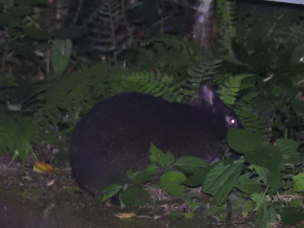 アマミノクロウサギ
