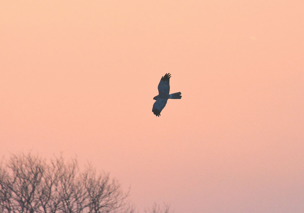 ハイイロチュウヒ