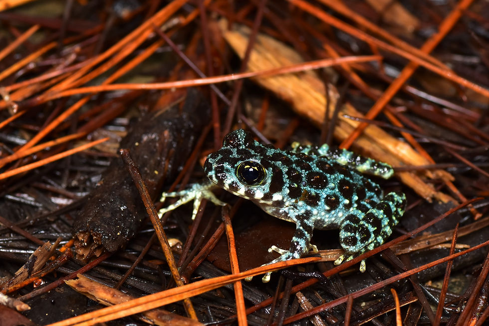 オキナワイシカワガエル