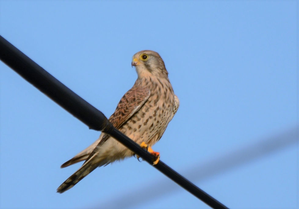 チョウゲンボウ