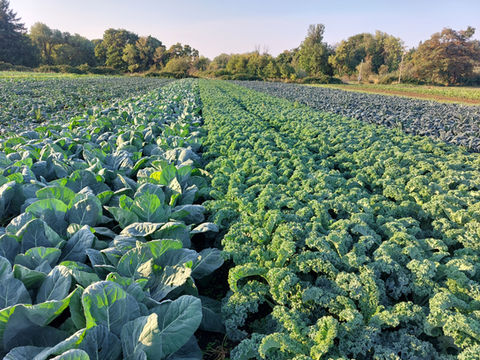 Organic green kale, collards, and lacinato kale, fall planting long uniform well framed rows.