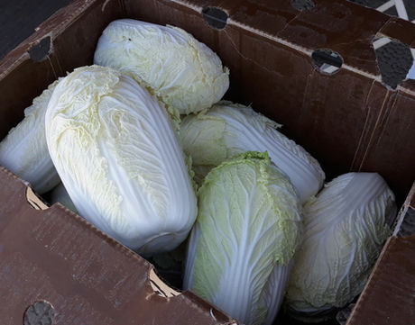 Organic napa cabbage heads, large dense gleaming white and light yellow Chinese cabbages, in open produce case.