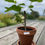 Miniaturbild: Feigenbaum"S" 40-70cm