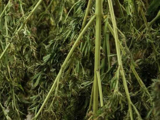 Texas Hemp Industry Fights Back