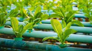 Gardening In This Day and Time