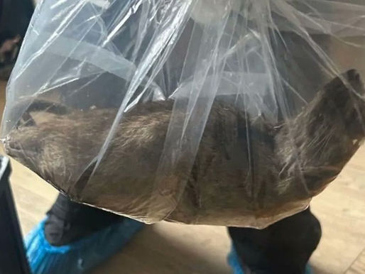 The 22-Inch Rat That Shook the UK!